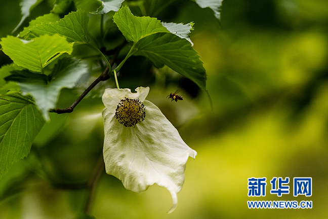 湖北秭归：珙桐花开 白鸽飞舞