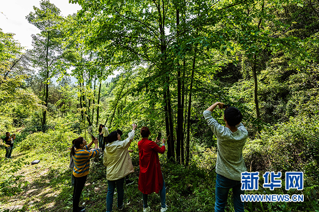 湖北秭歸：珙桐花開 白鴿飛舞