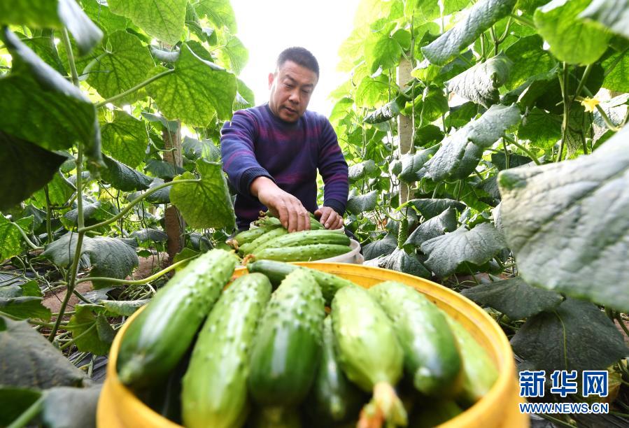 河北樂亭：推進優質蔬菜生産 豐富京津市民菜籃子