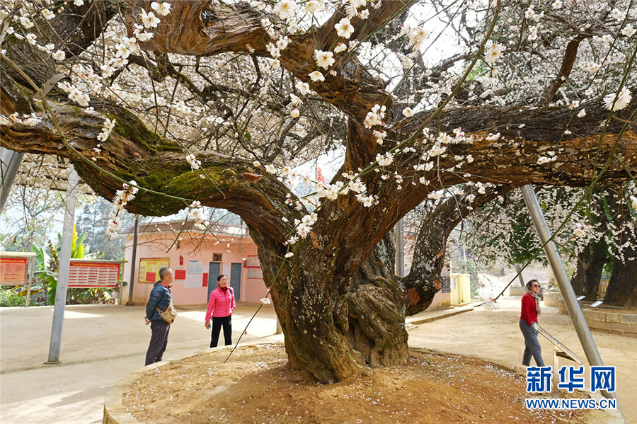 据了解,这两棵古梅花树历史都在百年