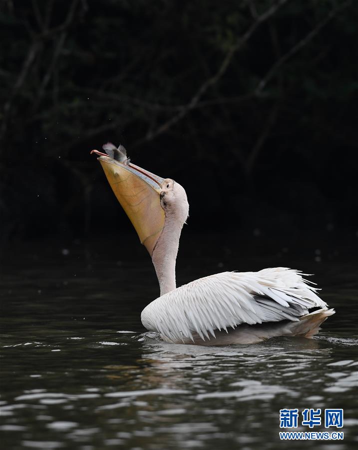 白鹈鹕"作客"海口