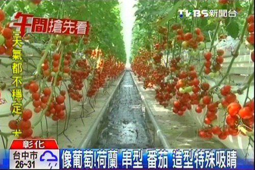 台湾农民种“葡萄型”番茄成串结果皮薄肉多（图）