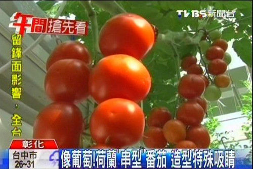 台湾农民种“葡萄型”番茄 成串结果皮薄肉多(图)