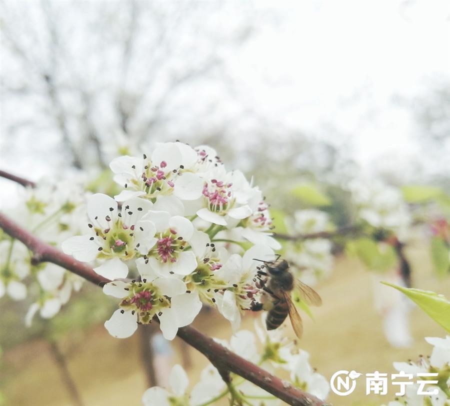 “邕”抱幸福年 青秀山迎春花展等你来打卡