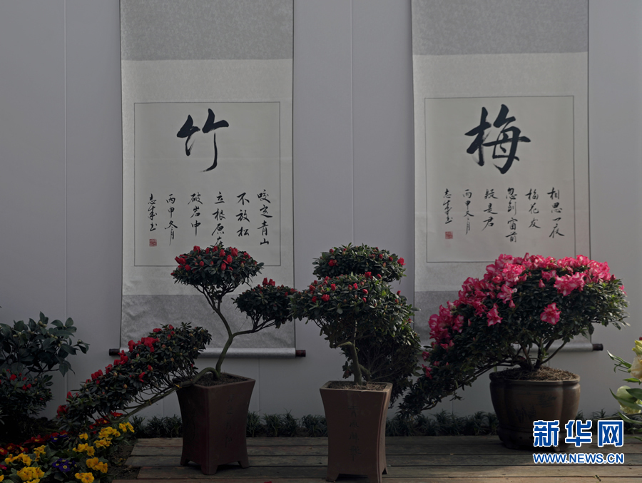 “绿满商都 花绘郑州”系列花展迎新春