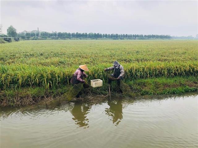 湖北农业科技创新行动正式启动 蔬菜生产化肥化学农药用量减少15%