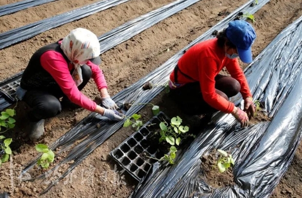 头茬豆角种上了  哈尔滨​双城蔬菜大棚，应季蔬菜无公害种植