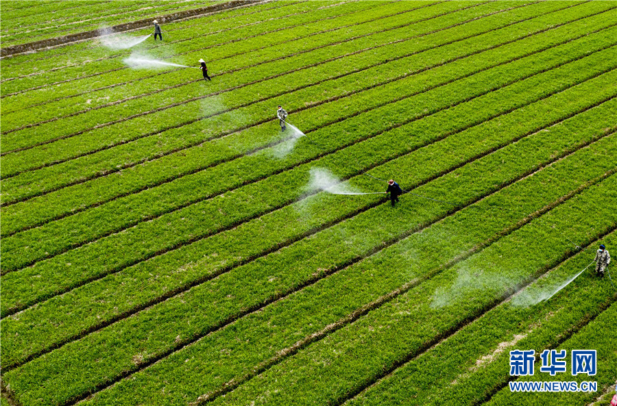 人勤春來早 小麥田管忙