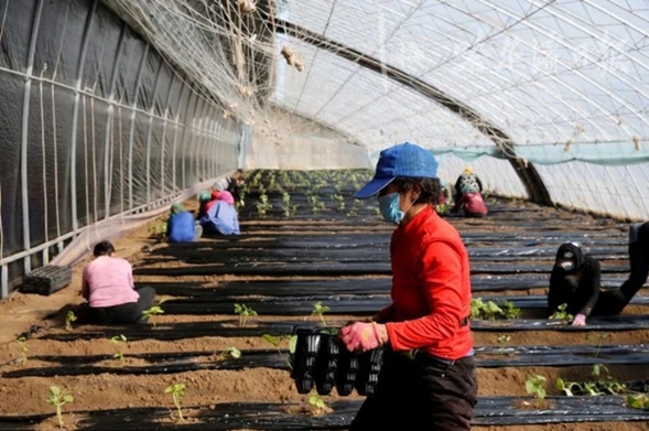 头茬豆角种上了  哈尔滨​双城蔬菜大棚，应季蔬菜无公害种植