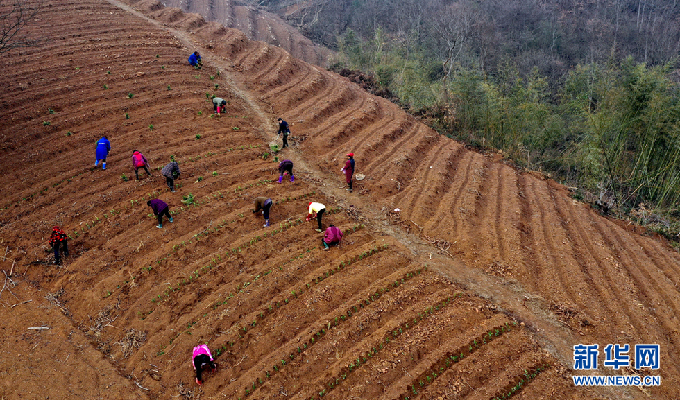 安徽航拍:早春时节种茶忙