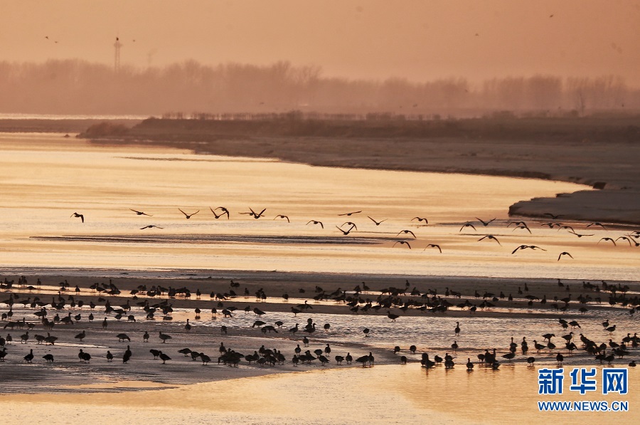 开封兰考：黄河湿地尽显生态之美 多种野生鸟类来此越冬