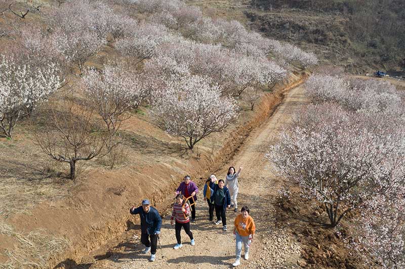 湖北襄陽：櫻桃花開春意濃