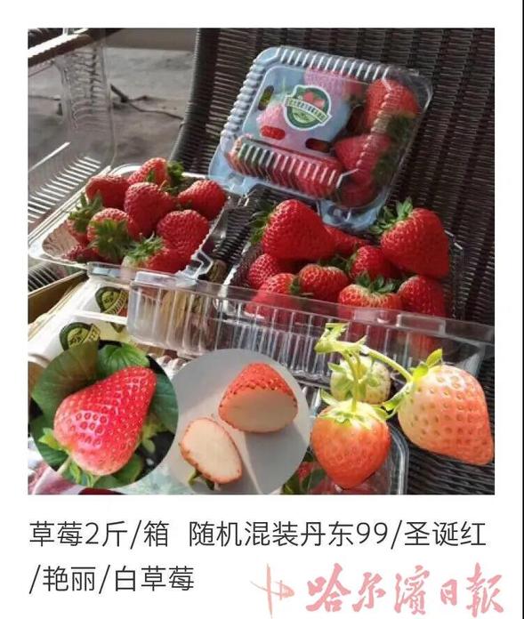 网络预订送货上门 哈尔滨新一茬地产草莓已在路上