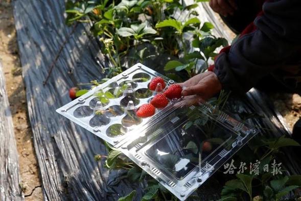 授粉靠蜜蜂，全用农家肥！哈尔滨双城首批草莓上市了