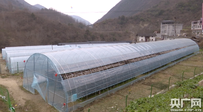 这个春节留陕过年 | 香菇技术员秦巴山区的坚守