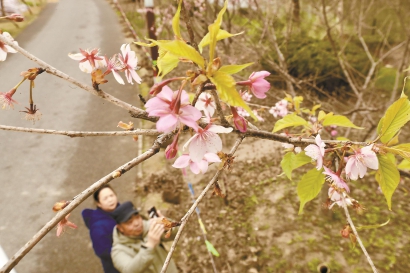 上海樱花节3月15日起顾村公园举办