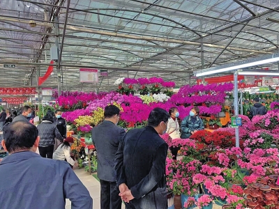 郑州花卉市场春节图片