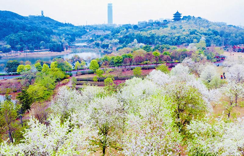 繁花美似锦 春色正迷人