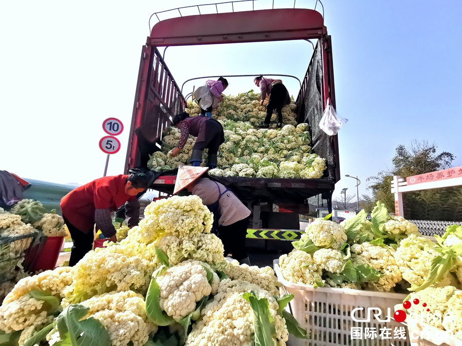 贵州贞丰：菜农采收蔬菜供应市场