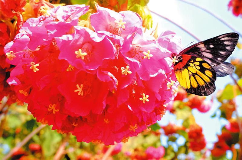 繁花美似锦 春色正迷人