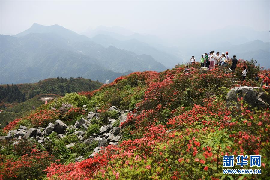 贵州丹寨：岭上开遍映山红