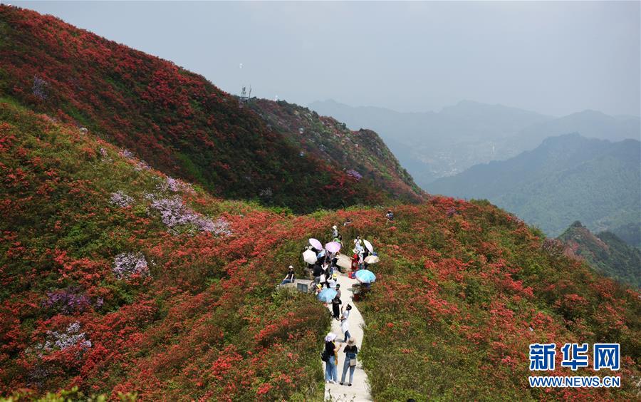 贵州丹寨：岭上开遍映山红