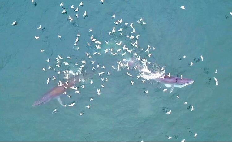 北部湾海域发现布氏鲸群体