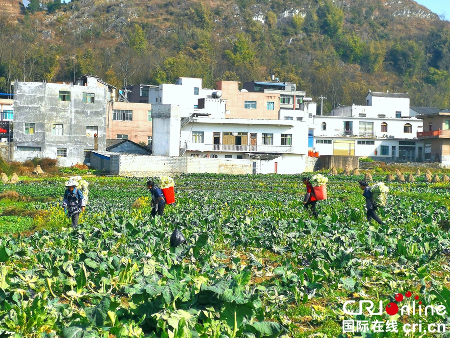 贵州贞丰：菜农采收蔬菜供应市场