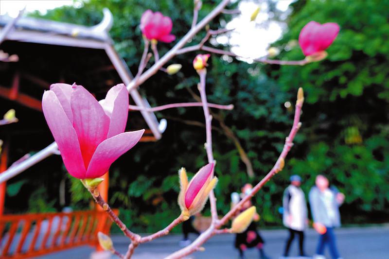 繁花美似錦 春色正迷人