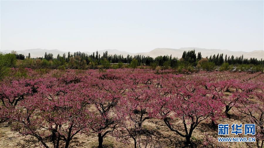 甘肃敦煌：鸣沙山下桃花艳 国际在线 4699