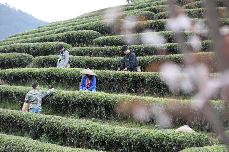 廣西侗鄉搶採早春茶（組圖）