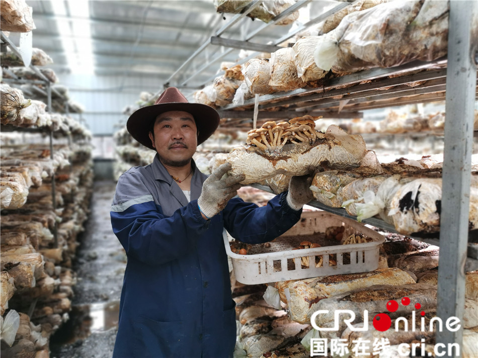 在今天的報道中,讓我們走進川藏公路沿線上四個種植大棚,詳細瞭解這些