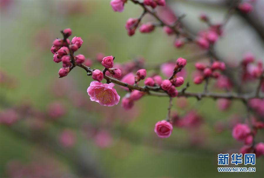 湖北省宣恩县：雨润花争艳