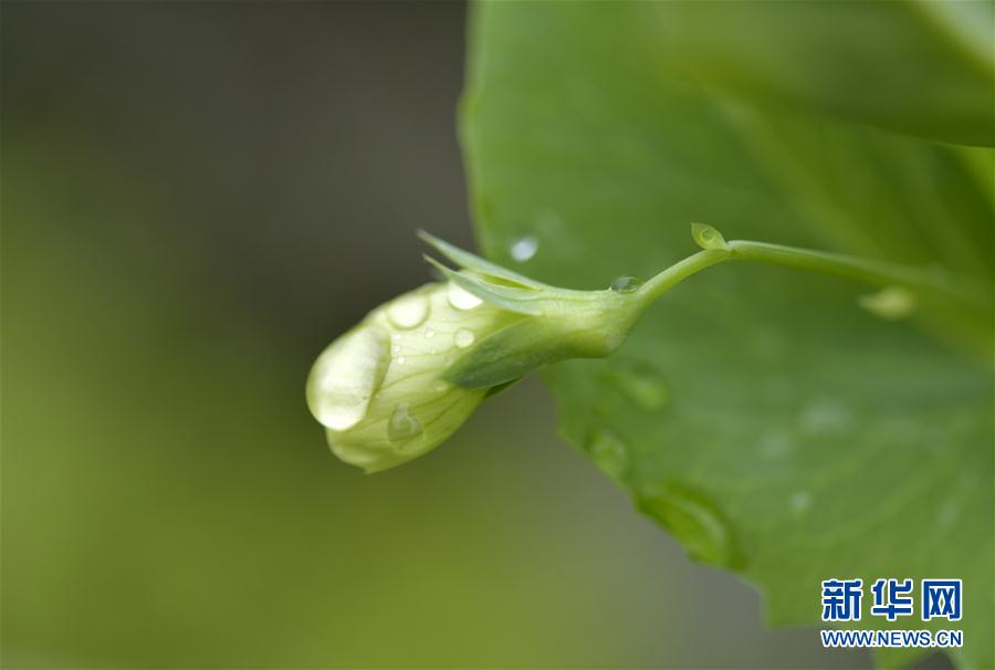 湖北省宣恩縣：雨潤花爭艷