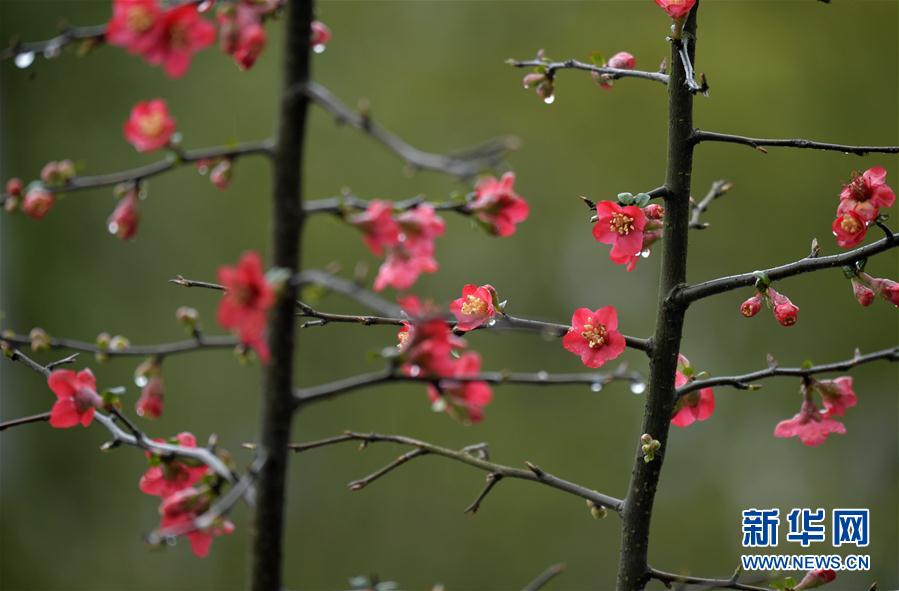 湖北省宣恩县：雨润花争艳