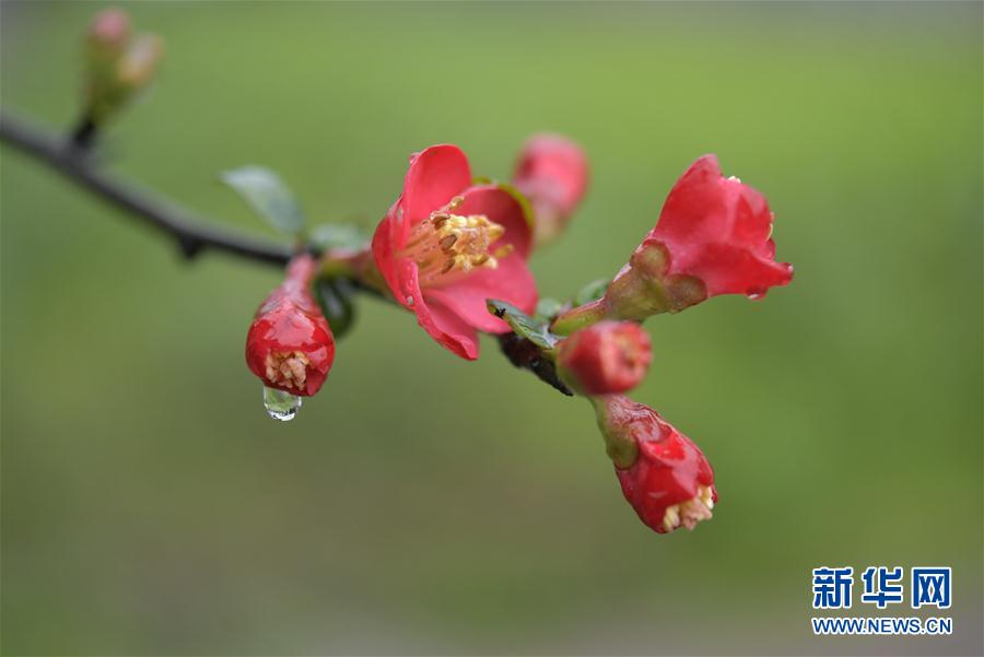 湖北省宣恩縣：雨潤花爭艷