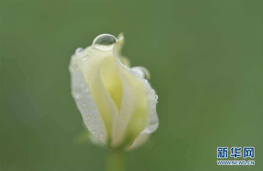 湖北省宣恩縣：雨潤花爭艷