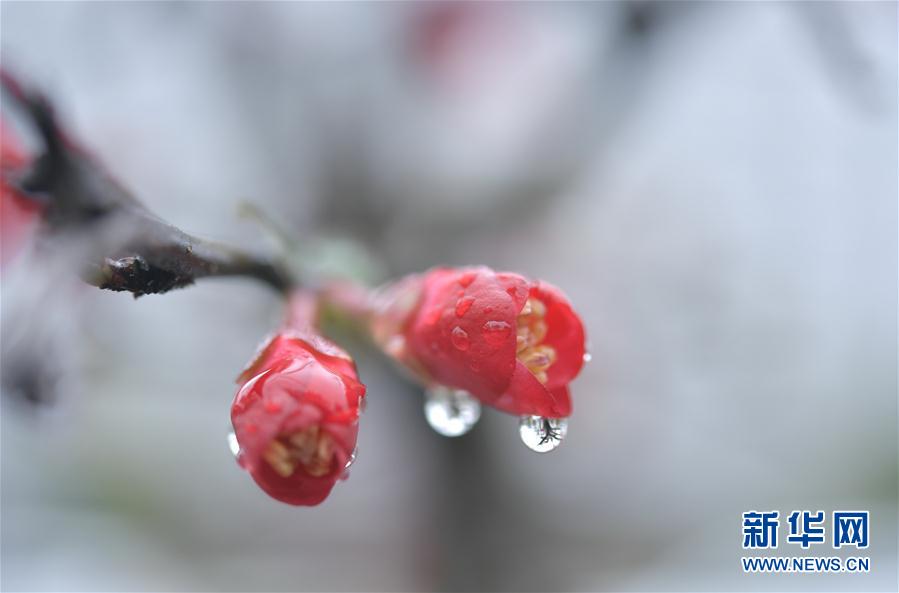 湖北省宣恩縣：雨潤花爭艷