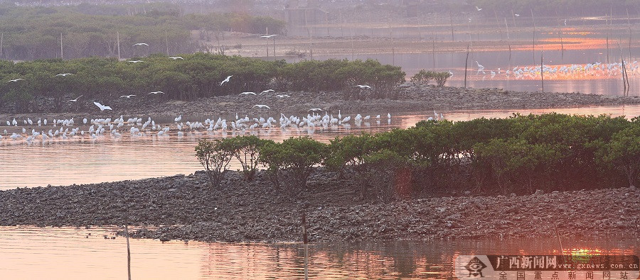 碧海紅樹白鷺飛－－記南方電網紅樹林白鷺保護隊9年守護廣西北部灣生態環境