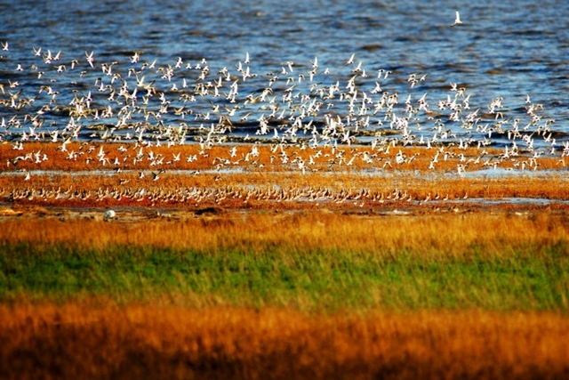 “鸟飞湿地 花开营口”2019辽宁（营口）春季赏花观鸟季正式启动