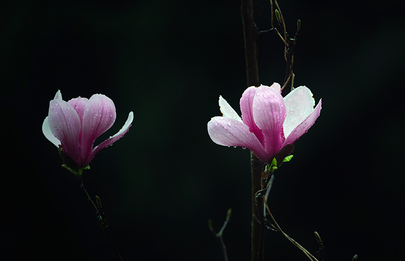 在龙泉，有一种春天叫玉兰花开_fororder_龙泉山玉兰花开-摄影-嘉楠4