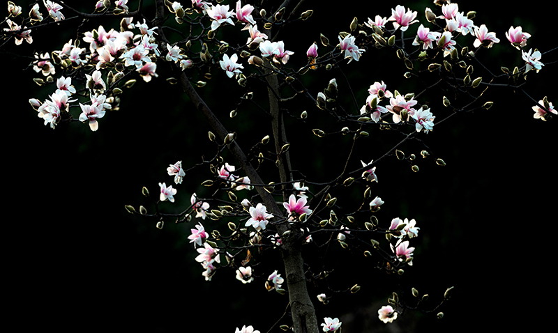 在龙泉，有一种春天叫玉兰花开_fororder_龙泉山玉兰花开-摄影-嘉楠-(2)