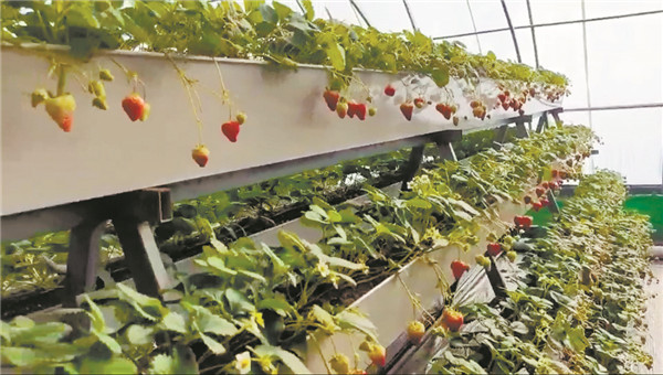 地産溫室草莓春節上市 通河縣樺樹村發展特色種植走上增收致富路