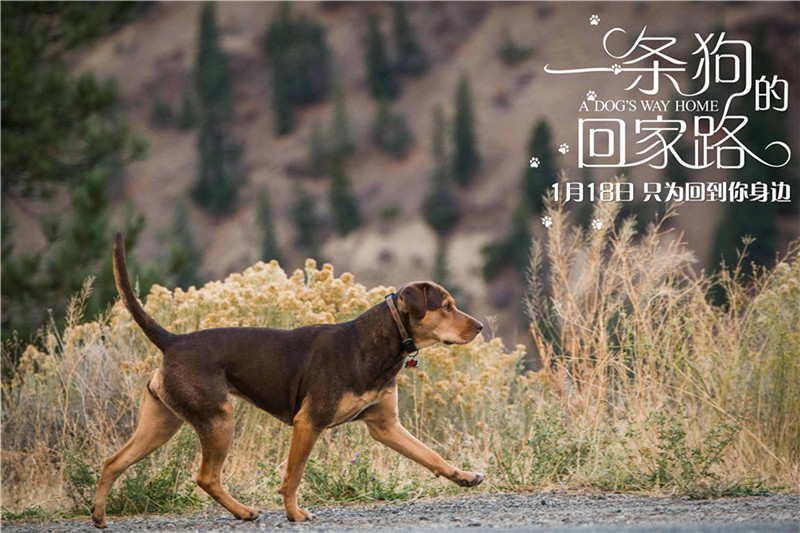 圖片默認標題_fororder_貝拉獨自在山間奔走