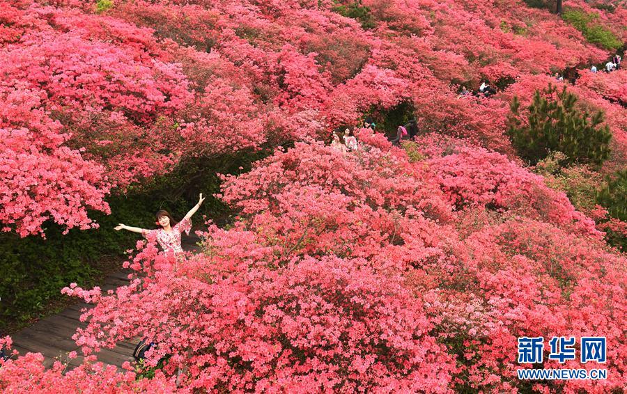 湖北麻城：杜鵑花海引客來