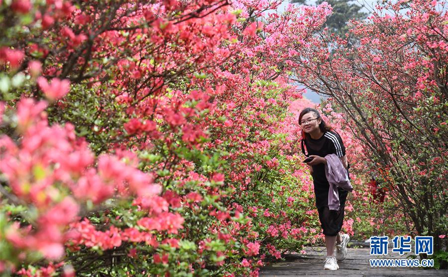 湖北麻城：杜鵑花海引客來