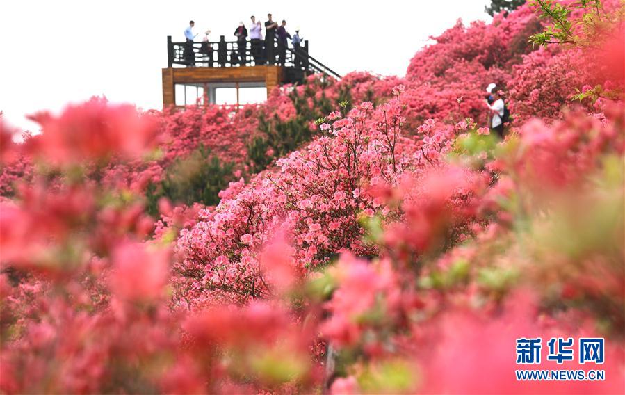 湖北麻城：杜鹃花海引客来