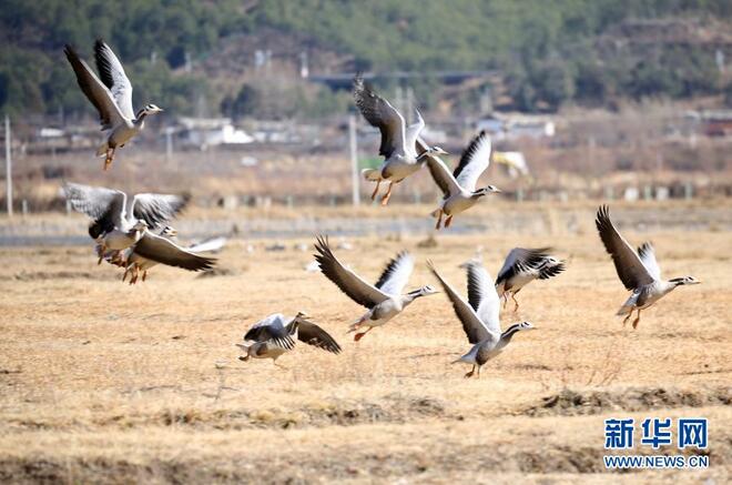 Kawasan Perlindungan Lashihai, Tempat Habitat Burung Hijrah pada Musim Sejuk_fororder_1a