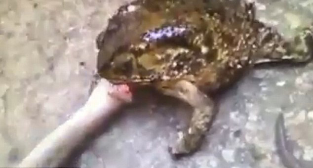 巨大蟾蜍“逆袭”欲吞食1米长蛇