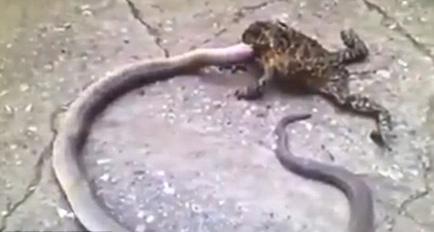 巨大蟾蜍“逆襲”欲吞食1米長蛇